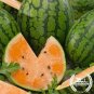 Watermelon Orange Rare Organic Fruit 40 Seeds