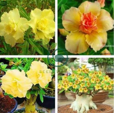 Adenium Yellow Desert Rose 4 Seeds