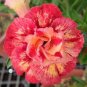 Adenium Fully Orange Petals Long Flower Tail 4 Seeds