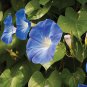 Dark Blue Morning Glory 100 Seeds