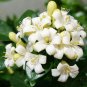 Murraya Paniculata, White Orange Jasmine Kamuning 400 Seeds