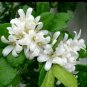 Murraya Paniculata, White Orange Jasmine Kamuning 400 Seeds