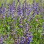 Clary Salvia Mixed (Red, Blue) Flower 60 Seeds