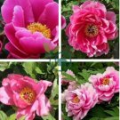 New Variety Multi-petalled Light Pink Tree Peony Flower 10 Seeds