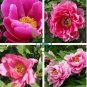 New Variety Multi-petalled Light Pink Tree Peony Flower 10 Seeds