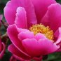 New Variety Multi-petalled Light Pink Tree Peony Flower 10 Seeds