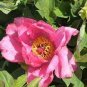 New Variety Multi-petalled Light Pink Tree Peony Flower 10 Seeds