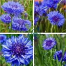 Blue Bachelors Button Corrnflower 100 Seeds
