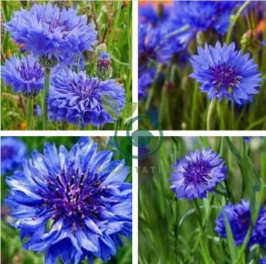 Blue Bachelors Button Corrnflower 100 Seeds