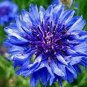 Blue Bachelors Button Corrnflower 100 Seeds