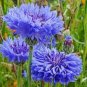 Blue Bachelors Button Corrnflower 100 Seeds