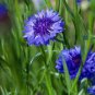 Blue Bachelors Button Corrnflower 100 Seeds