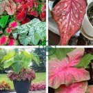 Japanese Caladium Seeds Dark Red Leaves with Dark Green Edge  100 Seeds