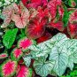 Japanese Caladium Seeds Dark Red Leaves with Dark Green Edge  100 Seeds