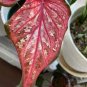 Japanese Caladium Seeds Dark Red Leaves with Dark Green Edge  100 Seeds