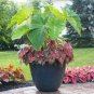 Japanese Caladium Seeds Dark Red Leaves with Dark Green Edge  100 Seeds