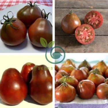 Rare Heirloom Japonskij Black Truffle Tomato Organic 200 Seeds
