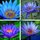 Dark Blue Nymphaea Caerulea China Water Lily Pad Flower 2 Seeds
