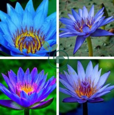 Dark Blue Nymphaea Caerulea China Water Lily Pad Flower 2 Seeds