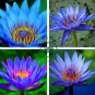 Dark Blue Nymphaea Caerulea China Water Lily Pad Flower 2 Seeds