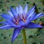 Dark Blue Nymphaea Caerulea China Water Lily Pad Flower 2 Seeds
