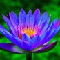 Dark Blue Nymphaea Caerulea China Water Lily Pad Flower 2 Seeds