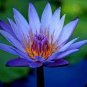 Dark Blue Nymphaea Caerulea China Water Lily Pad Flower 2 Seeds