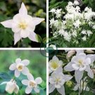 Perennial White Columbine 100 Seeds