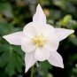 Perennial White Columbine 100 Seeds
