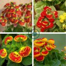 Calceolaria Seeds Purse Flower 60 Seeds