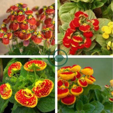 Calceolaria Seeds Purse Flower 60 Seeds