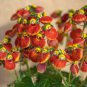 Calceolaria Seeds Purse Flower 60 Seeds