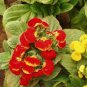 Calceolaria Seeds Purse Flower 60 Seeds