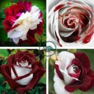 Rare Heirloom White Shrub Flower True 100 Seeds
