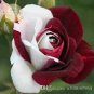 Rare Heirloom White Shrub Flower True 100 Seeds
