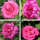 Heirloom Small Pink Rose Fragrant Flower 100 Seeds