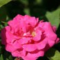 Heirloom Small Pink Rose Fragrant Flower 100 Seeds