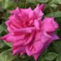 Heirloom Small Pink Rose Fragrant Flower 100 Seeds
