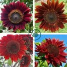 Light Red Sunflower Ornamental Garden Flower 12 Seeds