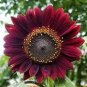 Light Red Sunflower Ornamental Garden Flower 12 Seeds