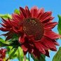 Light Red Sunflower Ornamental Garden Flower 12 Seeds