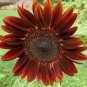 Light Red Sunflower Ornamental Garden Flower 12 Seeds