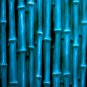 Chinese Blue Bamboo 40 Seeds
