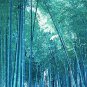 Chinese Blue Bamboo 40 Seeds