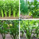 Organic Purple Stems Celery Vegetable 60 Seeds