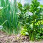Organic Purple Stems Celery Vegetable 60 Seeds
