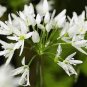 Wild Leek Seeds (Allium tricoccum) Perennial Vegetables 200 Seeds