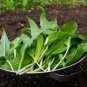 Wild Leek Seeds (Allium tricoccum) Perennial Vegetables 200 Seeds