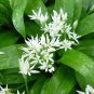 Wild Leek Seeds (Allium tricoccum) Perennial Vegetables 200 Seeds
