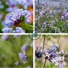 Woodruff Seeds Aromatic Blue Small Flower 120 Seeds